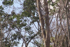 Trogon melanocephalus
