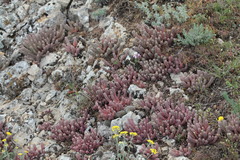 Sedum hispanicum