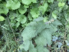 Urtica dioica