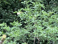 Sambucus nigra