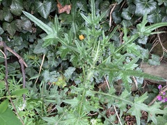 Cirsium vulgare