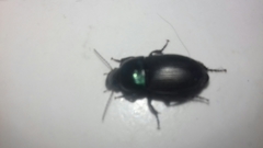 Harpalus dimidiatus