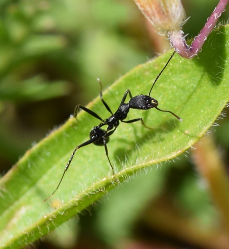 伊比利亚盘腹蚁Aphaenogaster iberica