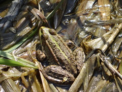 Pelophylax