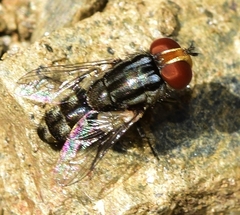 Miltogramma taeniata