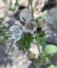 Phacelia grisea