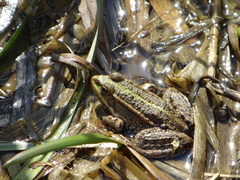 Pelophylax