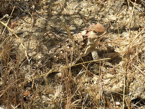 Coast Horned Lizard