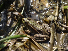 Pelophylax