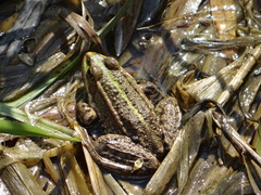 Pelophylax