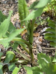 Lactuca hirsuta