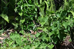 Battus polydamas lucayus