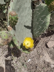 Opuntia ficus-indica