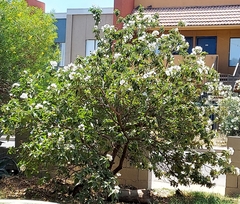 Cordia boissieri