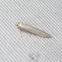 Haplochrois bipunctella