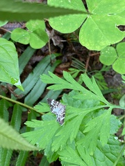 Trichodezia californiata