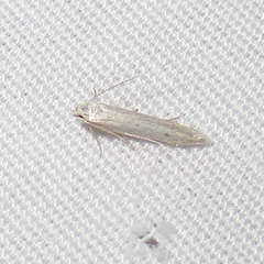 Haplochrois bipunctella