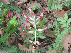 Astragalus monspessulanus monspessulanus