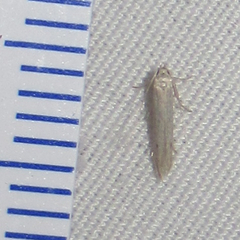 Haplochrois bipunctella