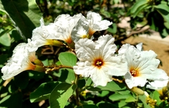 Cordia boissieri