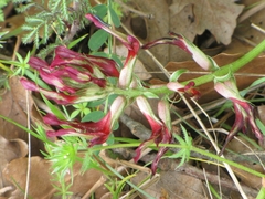 Astragalus monspessulanus monspessulanus