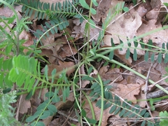 Astragalus monspessulanus monspessulanus
