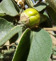 Cordia boissieri
