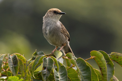 Cisticola hunteri