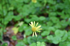 Doronicum caucasicum