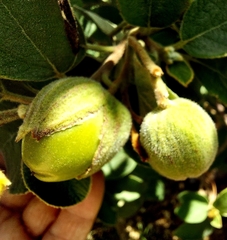 Cordia boissieri
