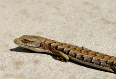 Elgaria multicarinata