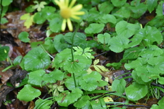 Doronicum caucasicum