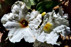 Cordia boissieri