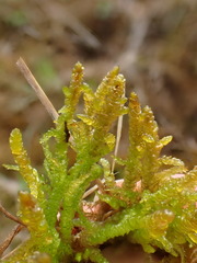 Entodon concinnus