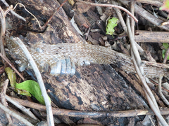 Pantherophis obsoletus