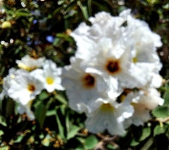 Cordia boissieri