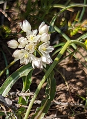 Allium macrum