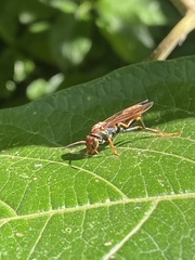 Polistes simillimus