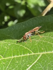 Polistes simillimus