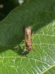 Polistes simillimus