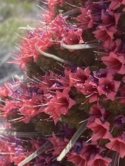 Echium wildpretii image