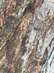 Camponotus decipiens