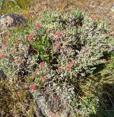 Eriogonum douglasii
