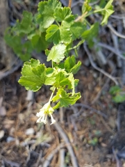 Ribes indecorum