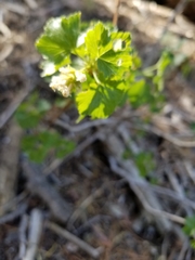 Ribes indecorum