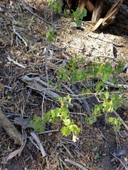 Ribes indecorum