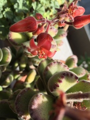 Cotyledon tomentosa