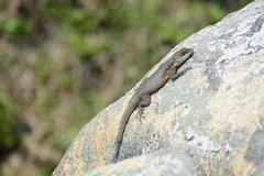 Tropidurus imbituba