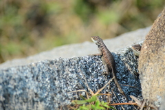 Tropidurus imbituba