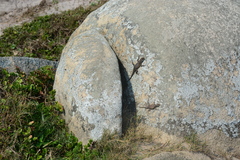 Tropidurus imbituba